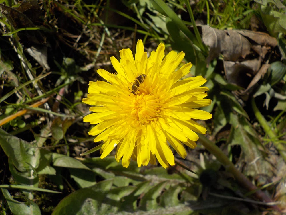 Free stock photo of bee, dandelion, flower Stock Photo