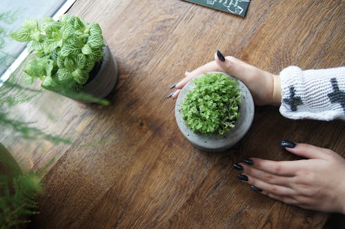 Free Anonymous woman taking care of pot plants Stock Photo