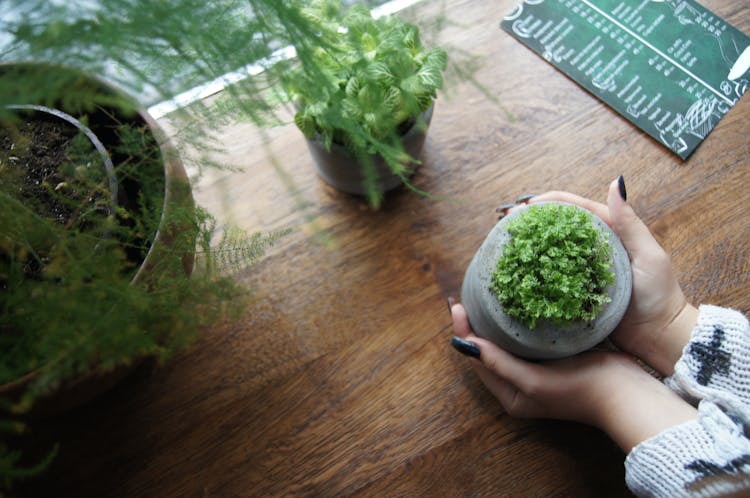 Faceless Woman Setting Pot Plants In Order