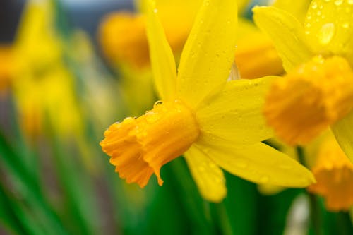 Free Closeup of vibrant yellow daffodil with droplets on petals and corona in park in sunlight Stock Photo