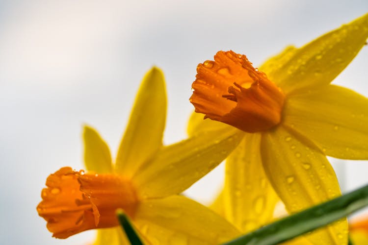 Droplets On Flowers In Garden After Rain