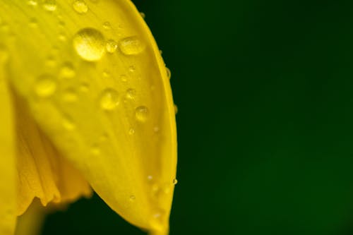 Fotobanka s bezplatnými fotkami na tému aróma, azúrová modrá, čerstvý