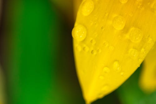 Dewdrops on petal of daffodil