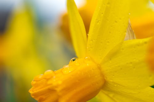 Free Close up of circle transparent droplets on surface of daffodil petal on flowerbed in daylight Stock Photo