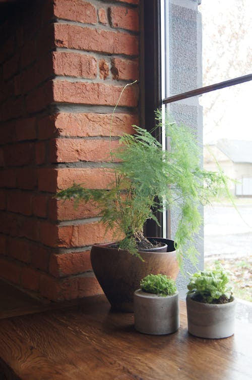 Interior of bright room with brick walls and green plants in pot in daylight