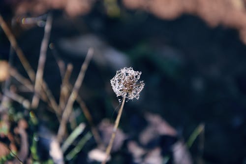 Free stock photo of dandelion, detail, dew