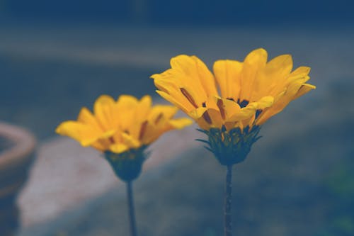 Free stock photo of detail, flower, flowers