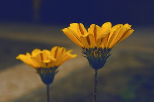 Gratis lagerfoto af blomster, detalje, gul