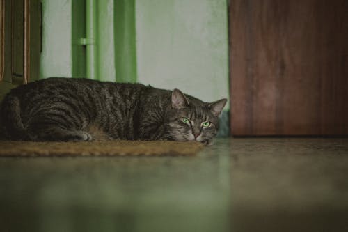 Free A Tabby Cat Lying Down on the Floor Stock Photo