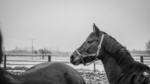 Free Grayscale Photo of a Horse Stock Photo