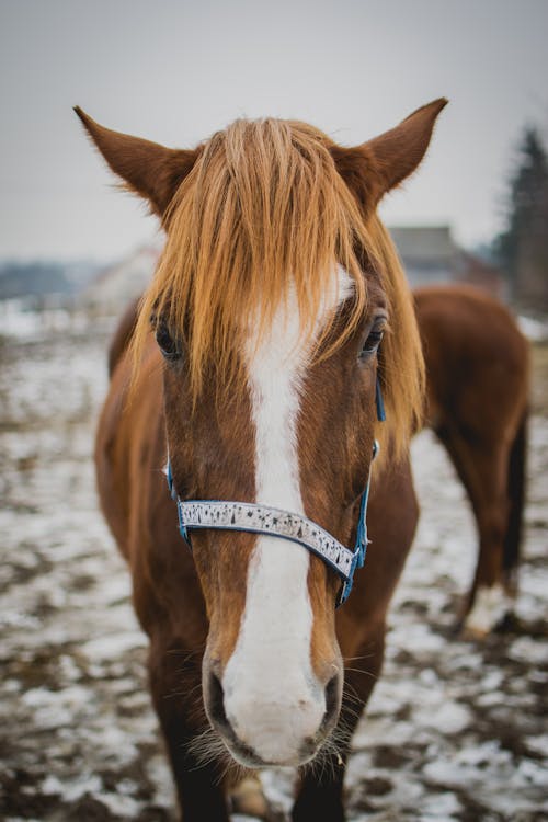 Fotobanka s bezplatnými fotkami na tému cicavec, domáce zviera, hlava