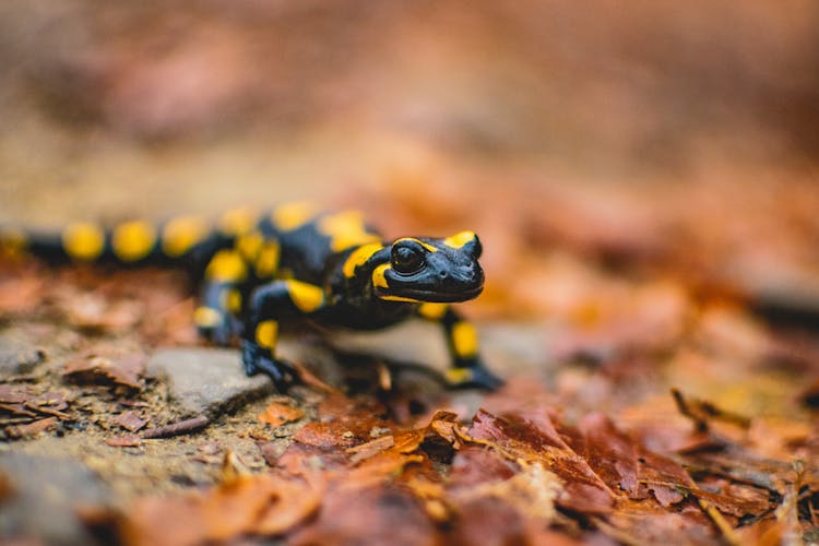 Close-Up Shot Of A Fire Salamander