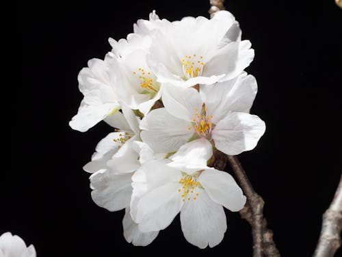 Free Cherry on branch on black background Stock Photo