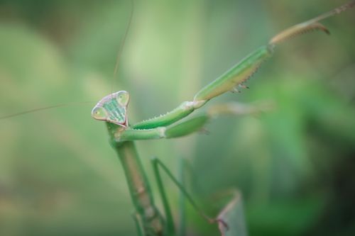 Free Detailed macro shot of a praying mantis with blurred green background, Indonesia. Stock Photo