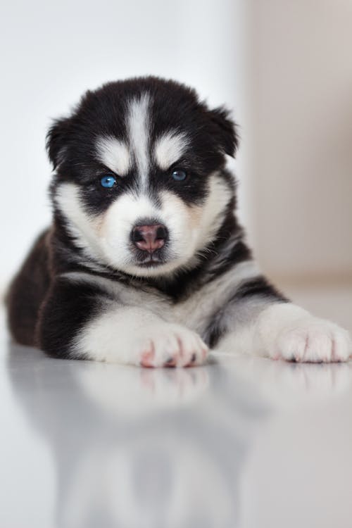 Free Black and White Siberian Husky Puppy Stock Photo