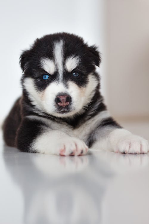 Foto d'estoc gratuïta de adorable, animal, bufó