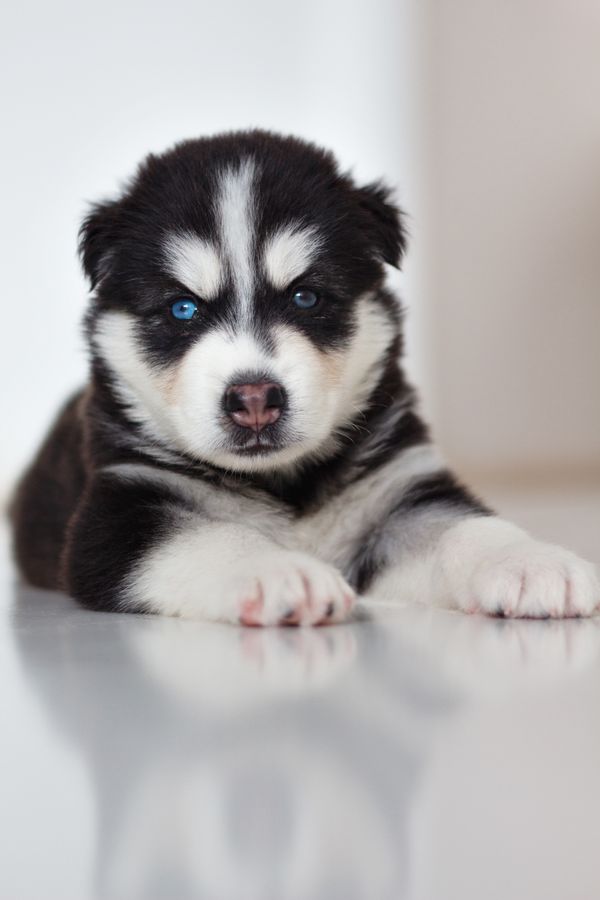 Cachorro Husky Siberiano
