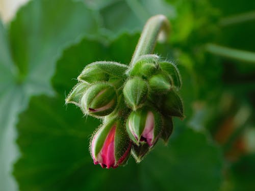  Pink Flower Buds in Macro Photography