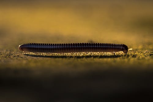 Free A Millipede In Close Up View Stock Photo