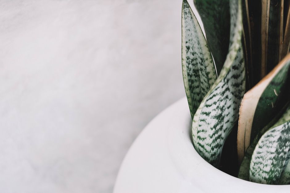 Snake Plant in a modern ceramic pot on a shelf - best air purifying plants for low light apartments care Snake Plant in a modern ceramic pot on a shelf - best air purifying plants for low light apartments care