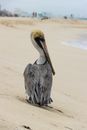 在墨西哥坎昆的沙滩上，一只棕色鹈鹕矗立着，展示着它独特的羽毛和长长的喙