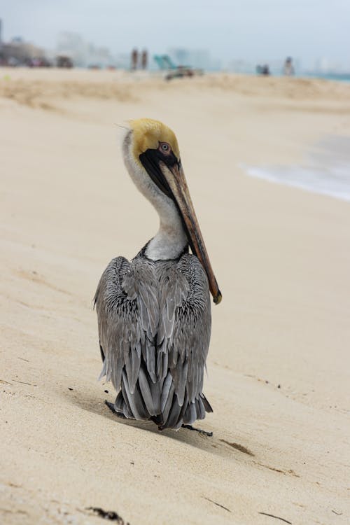 Gray Pelican on White Sand