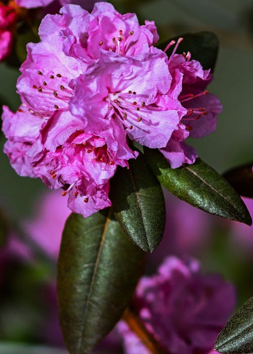 Free stock photo of azalea, flower, flowers