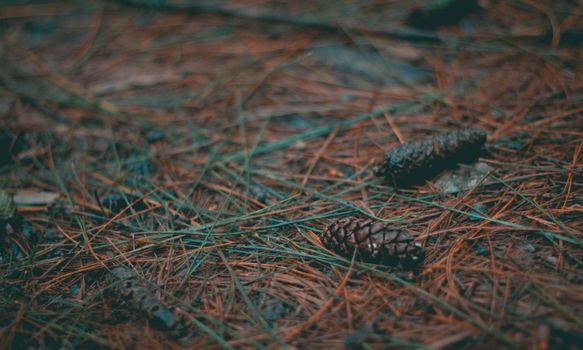 Detailed shot of pine cones and dry leaves scattered on the forest floor, creating a natural pattern.