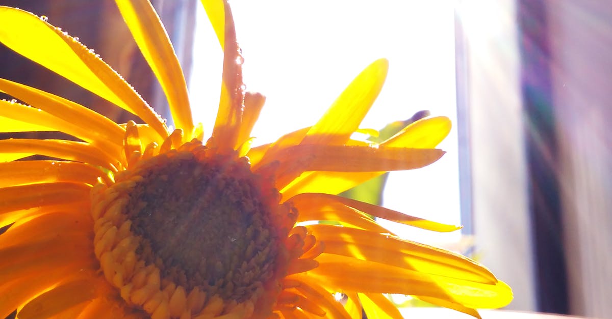 Free stock photo of lightleaks, sunflower, sunlight