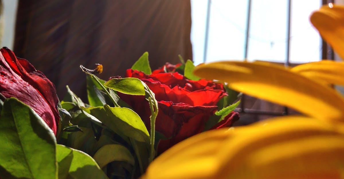 Free stock photo of roses, sunflower, sunlight