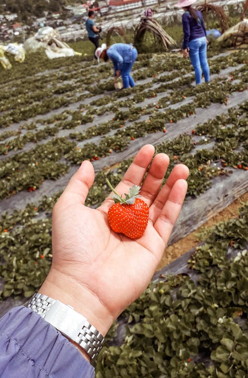 Person Holding A Strawberry 