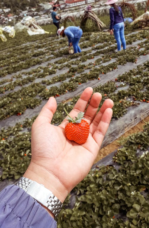 Foto d'estoc gratuïta de agricultura, camps de cultiu, cultiu