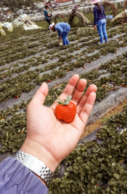 Risiko Yield Farming yang Harus Diwaspadai Risiko Yield Farming yang Harus Diwaspadai