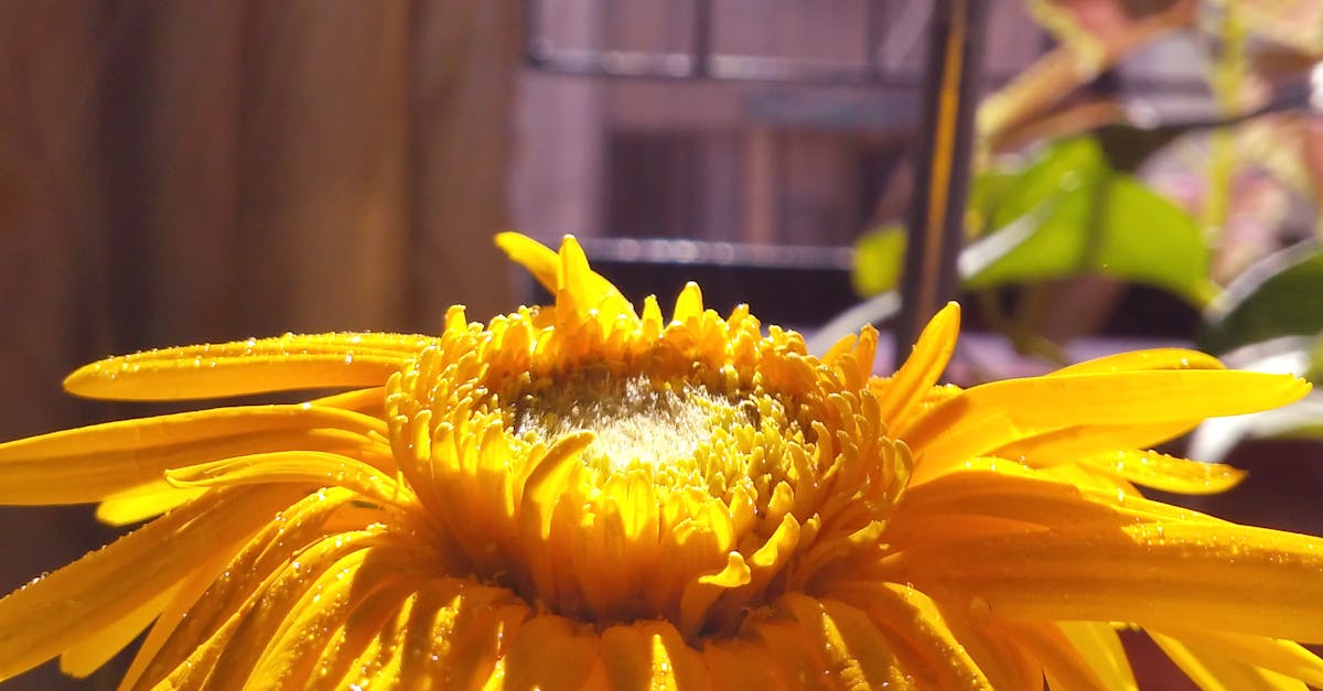 Free stock photo of sunflower, sunlight, yellow