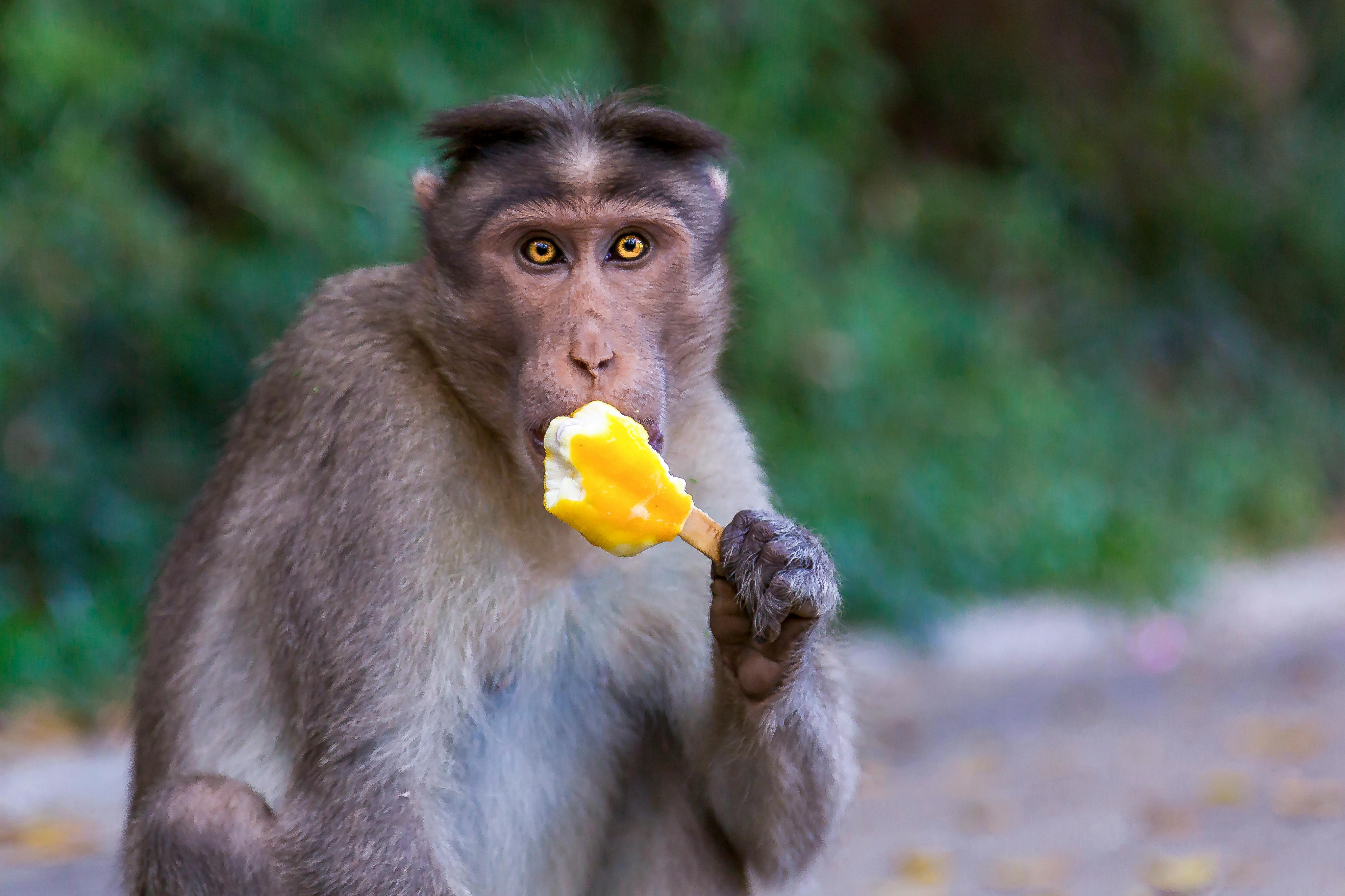 monos comiendo helado