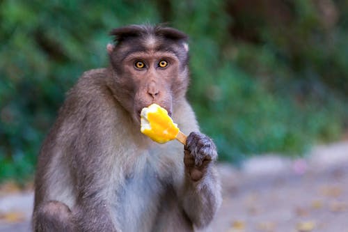 Brown Monkey Eating Yellow Ice Cream