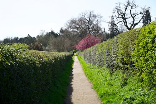 A Pathway Between Hedges With Green Foliage