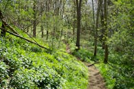 A Forest With A Narrow Pathway