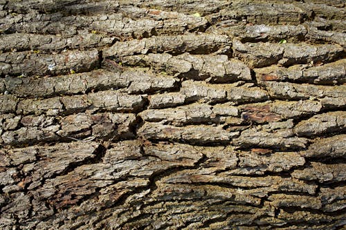 Foto profissional grátis de áspero, casca de árvore, conhecimento