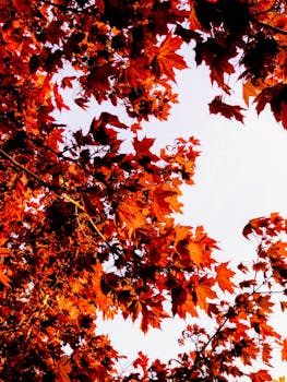 从下方仰望，明亮的红橙色秋叶映衬着晴朗的天空