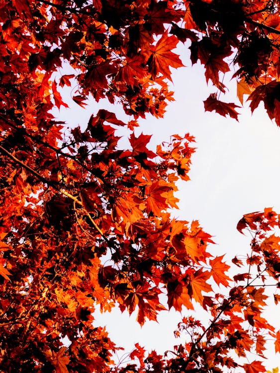 Low Angle View of Maple Tree