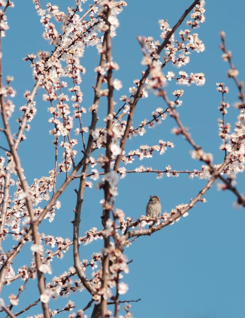 Free Sparrow Perched on A Tree Stock Photo