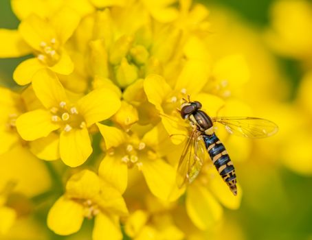 From above of predatory insect with striped abdomen and transparent wings eating pollen of bright blooming flowers with gentle petals in summertime