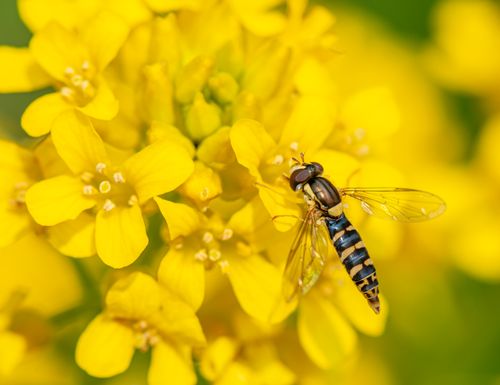 Free From above of predatory insect with striped abdomen and transparent wings eating pollen of bright blooming flowers with gentle petals in summertime Stock Photo