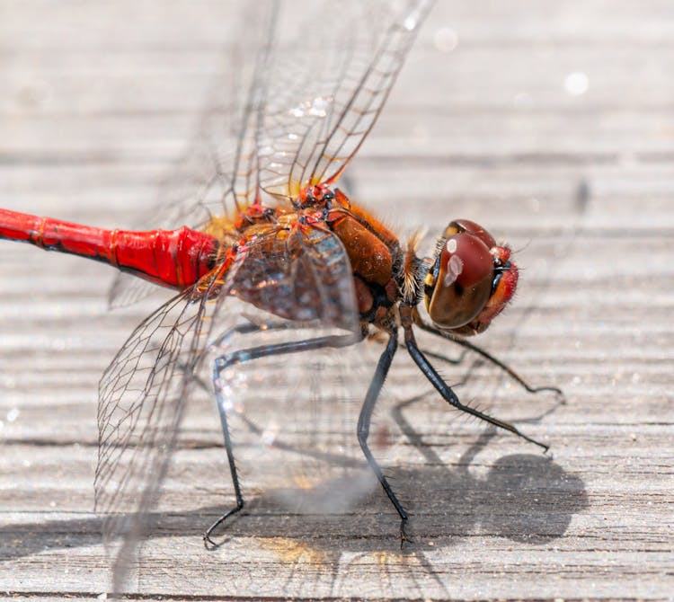 Bright Dragonfly With Transparent Wings Sitting On Wooden Surface