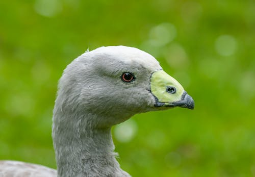 Free Gray goose with pointed beak on bright green background Stock Photo