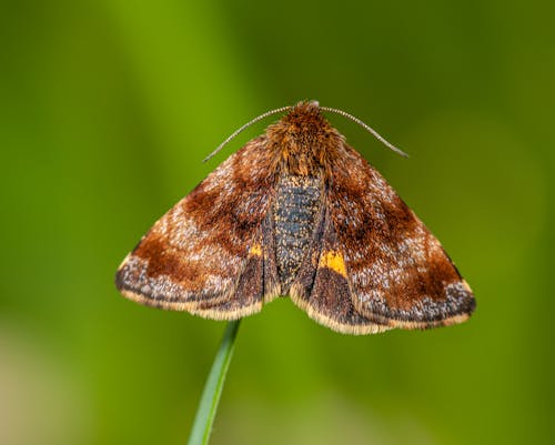 Bright moth with different brown color shades on wings and thin antennae sitting on stem on blurred green background in daylight