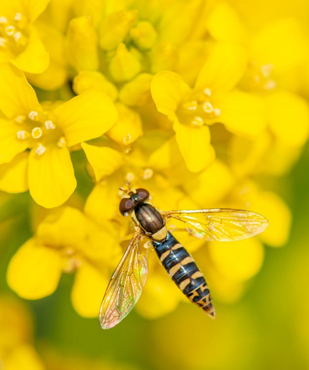 Free Top view of carnivorous insect with striped abdomen and transparent wings feeding pollen on bright blossoming alyssum with tender petals in summer in daylight Stock Photo
