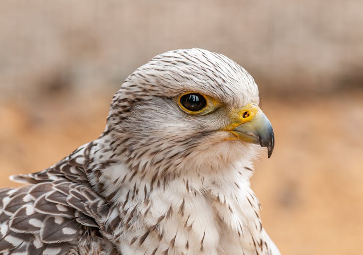 Hawk With Black Eye And Pointed Beak In Zoological Garden