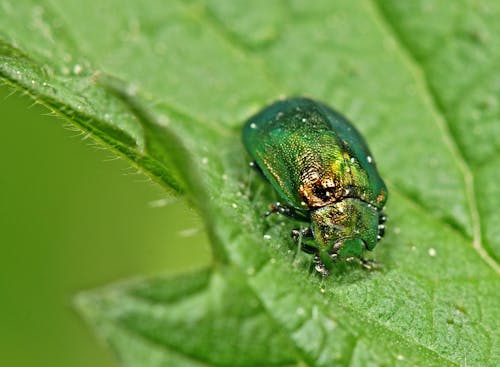 Shiny beetle eating bright green leaf in summer